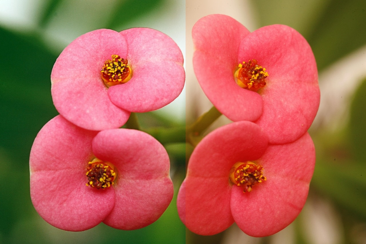 Wyostrzanie zdjęć makro