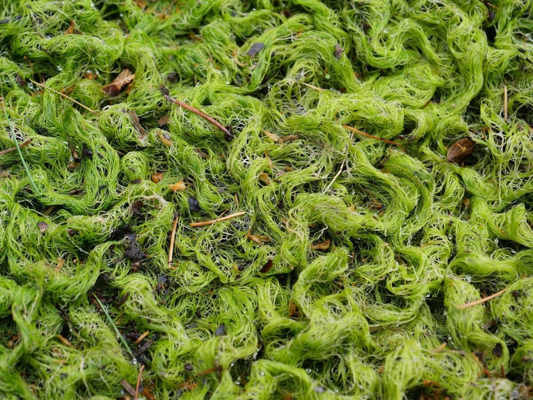 Ten glon potrafi fotosyntetyzować w niemal całkowitym mroku. Naukowcy odkryli jego sekret