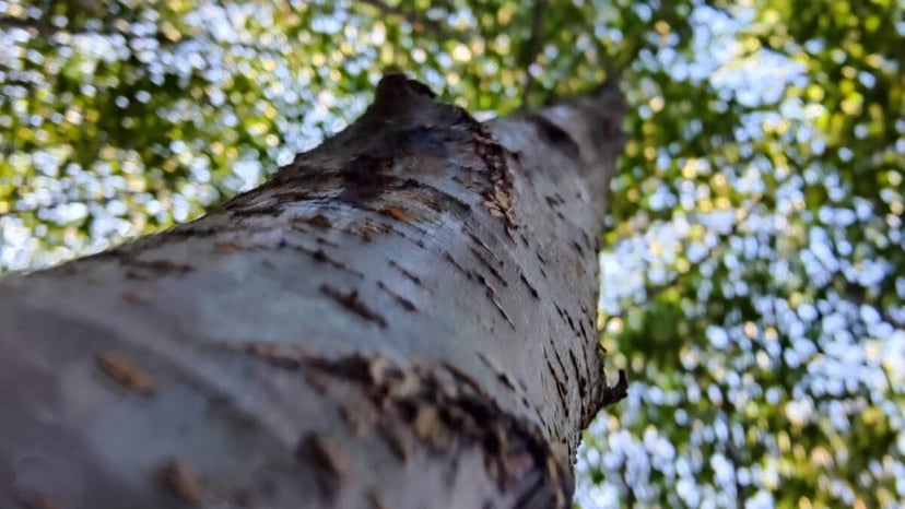 Puszcza Amazońska wkracza w nowy stan. Hipertropikalny klimat zmienia wszystko