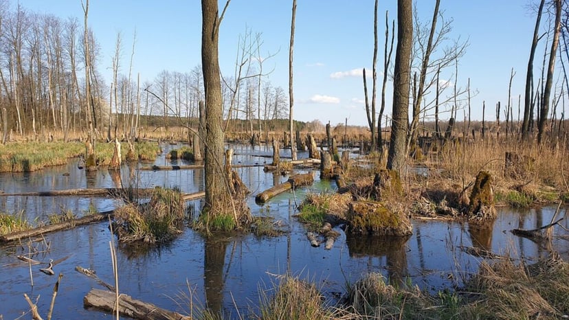 Natura stworzyła idealny katalizator ukryty w bagnach. Naukowcy właśnie odkryli jak wykorzystać torf zamiast drogocennych metali