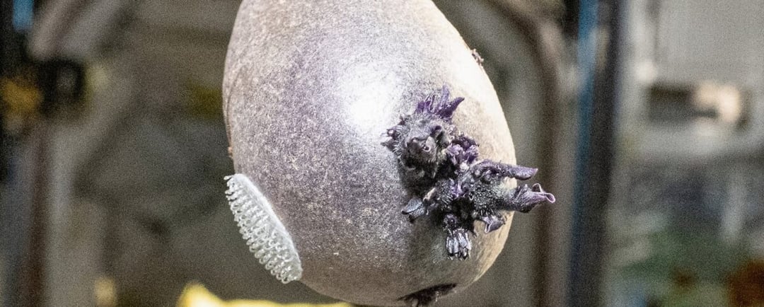 Ma fioletowe macki i rozrasta się na wszystkie strony. Astronauta udostępnił zdjęcie organizmu z ISS